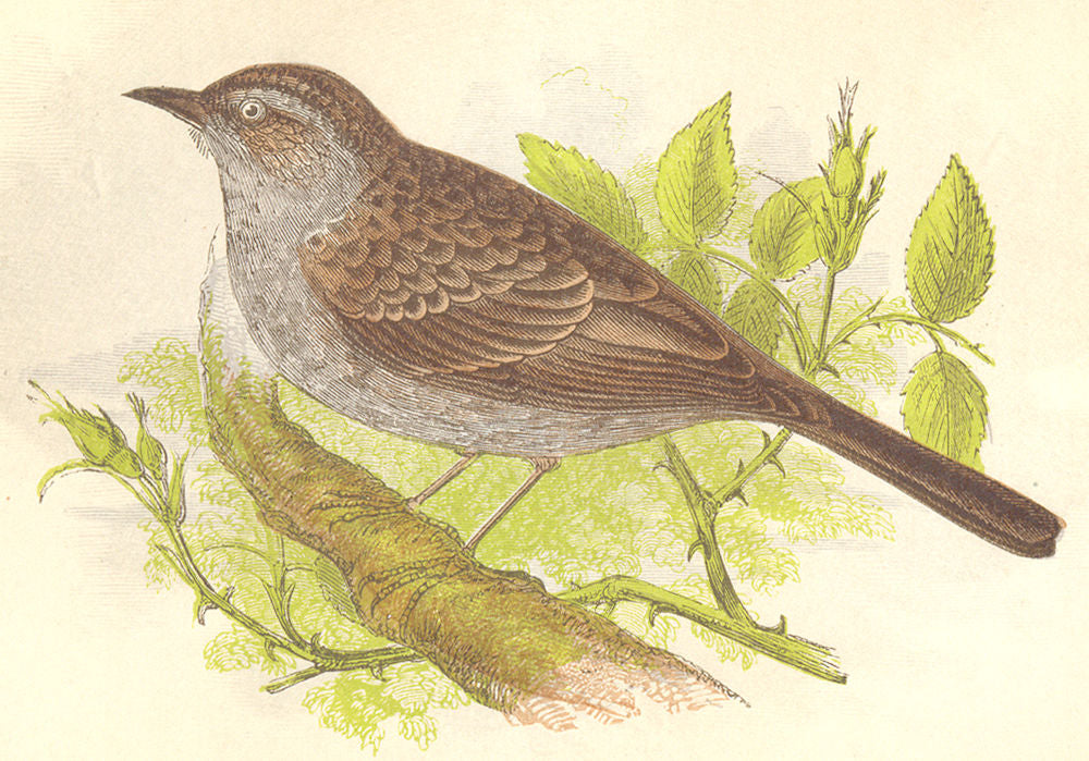 BIRDS. Hedge Warbler (Anne Pratt) 1852 old antique vintage print picture